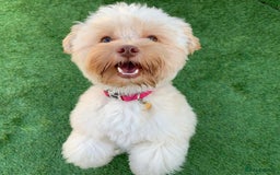 Chipoo dogs for sale: Pretzel ChihuahuaxPoodle - Image 3