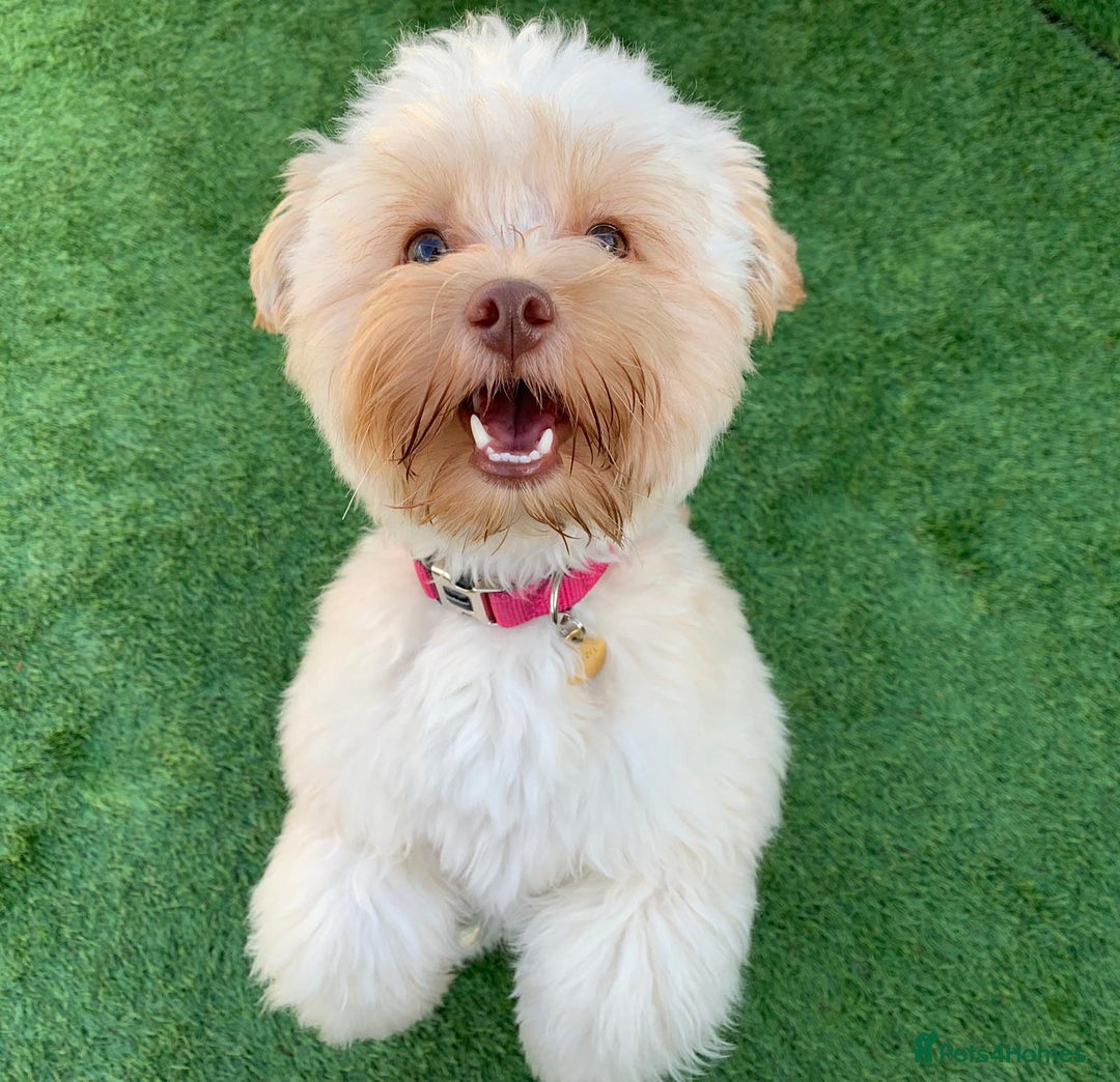 Chipoo dogs for sale: Pretzel ChihuahuaxPoodle - Image 3