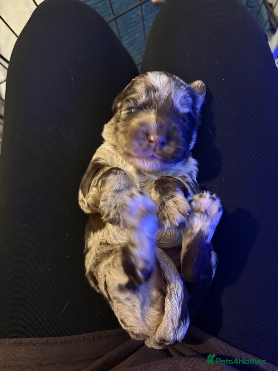 Cocker Spaniel dogs for sale: Cocker spaniel puppies - AVAILABLE 01/01/26  - Image 15