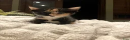 Mixed Breed cats for sale: New batch of Cuties in Basingstoke - Advert 8