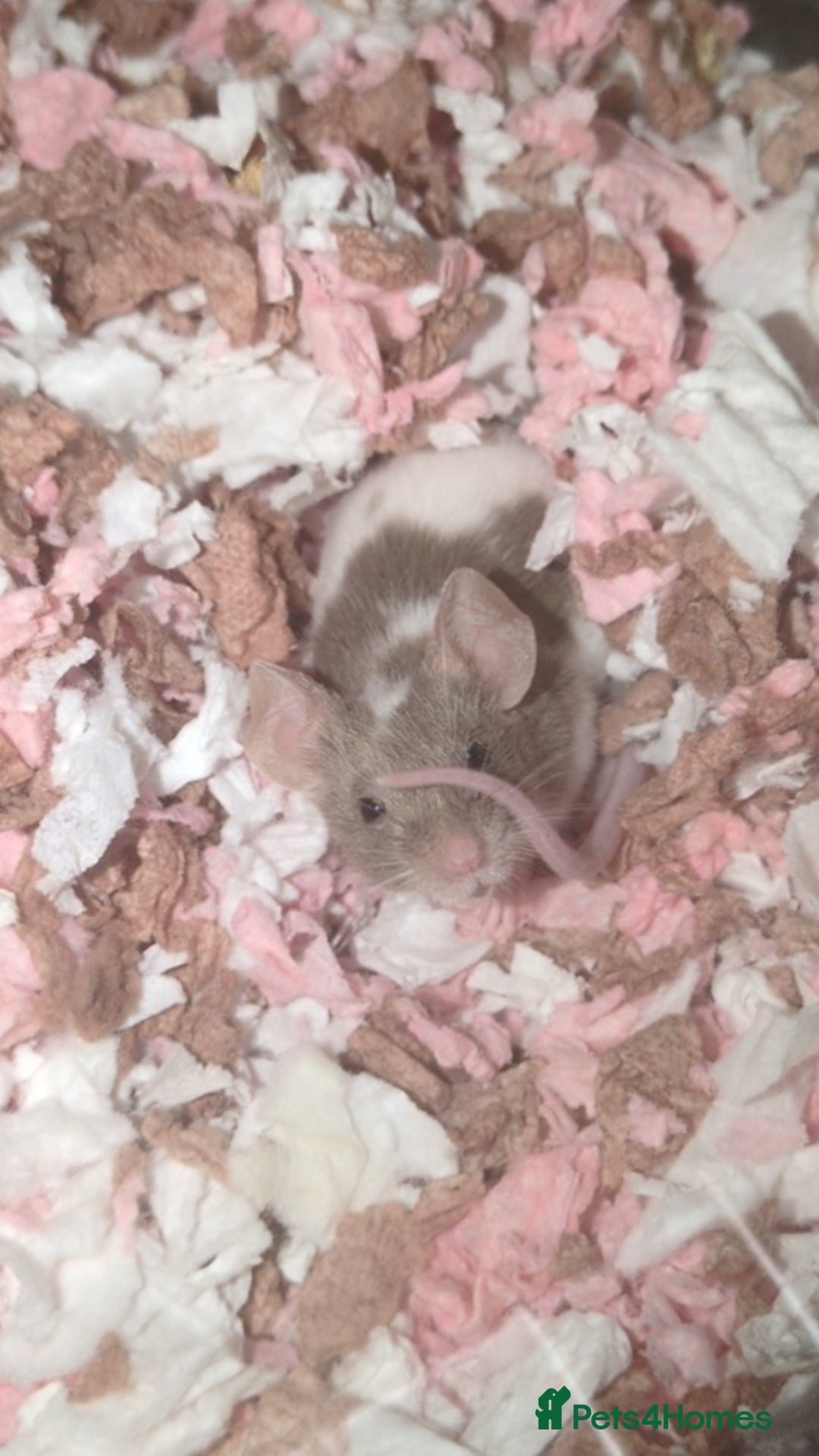 Mouse rodents for sale: Fancy mouse waiting list in Milton Keynes - Image 14