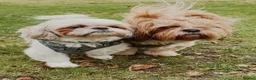 Shih Tzu dogs for stud: Beautiful Male Shih Tzu Available for Stud - Advert 12
