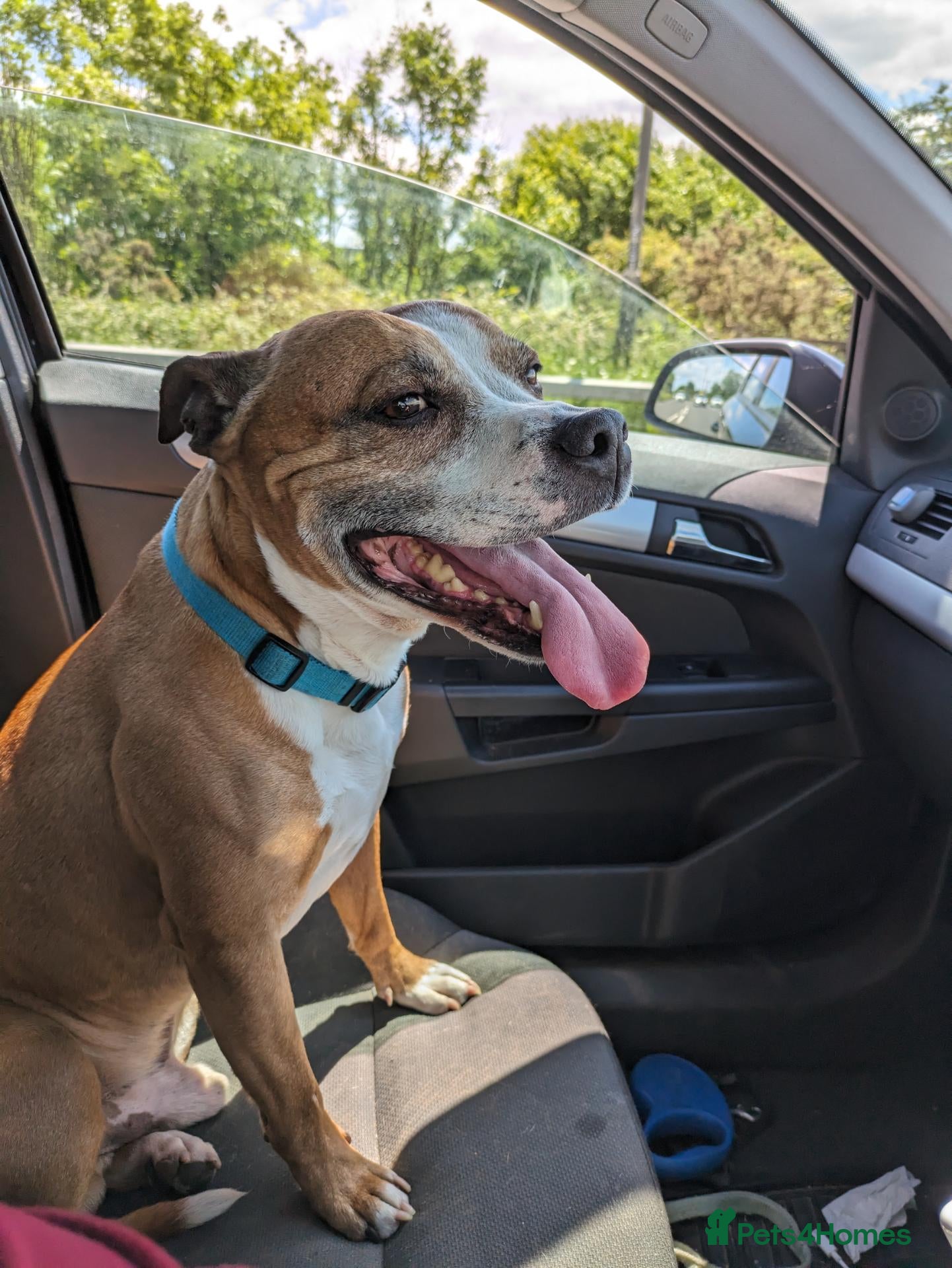 Staffordshire Bull Terrier dogs for sale: Male Staffordshire bull terrier 10 years old - Advert 17