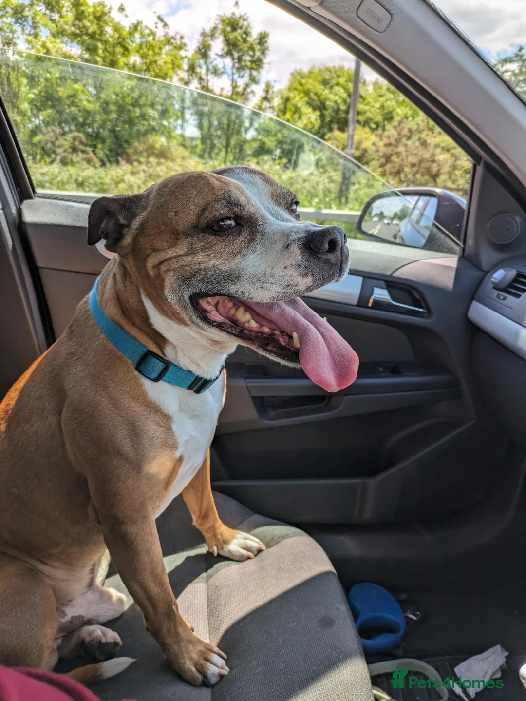 Staffordshire Bull Terrier dogs for sale: Male Staffordshire bull terrier 10 years old - Advert 1