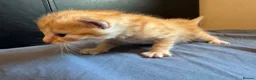 Mixed Breed cats for sale: Ginger kittens  - Advert 9