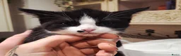 Mixed Breed cats for sale: READY NOW ..Beautiful black and white kittens  - Advert 5