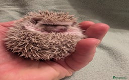 Pygmy Hedgehog rodents for sale: Little girl hedgehog  - Image 6