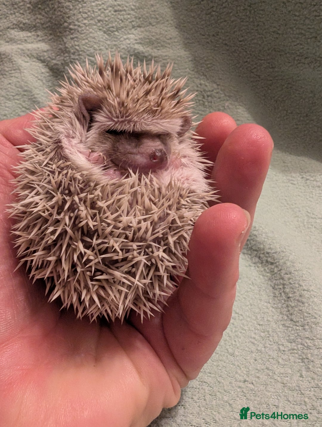 Pygmy Hedgehog rodents for sale: Little girl hedgehog  - Image 6