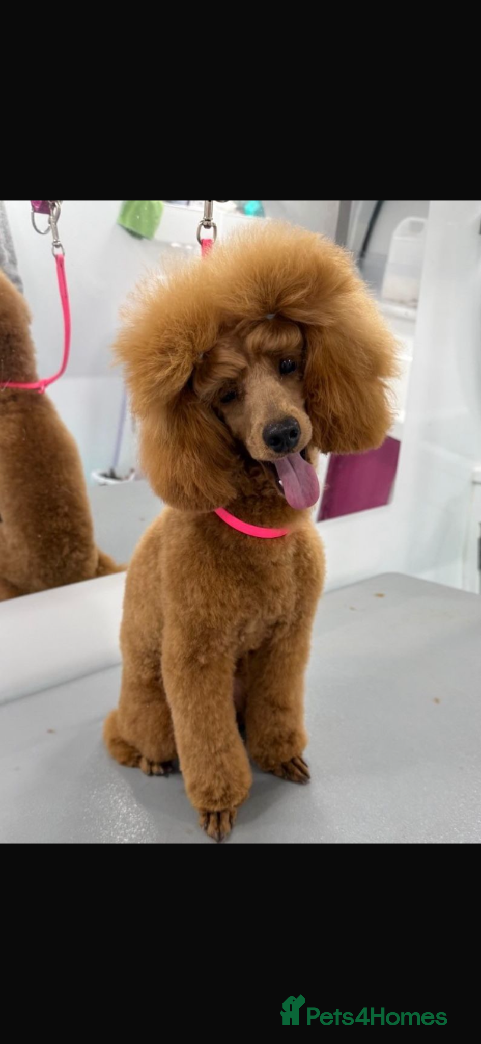 Cavapoo dogs ADORABLE F1 TOY CAVAPOOS - Advert 2