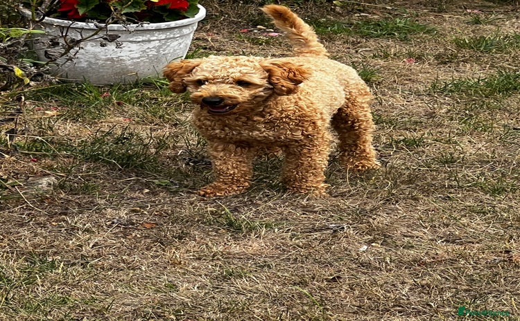 Toy Poodle dogs in Radstock - Advert 3