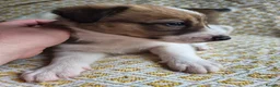 Border Collie dogs for sale: Border Collie puppies for sale in Crediton - Advert 12