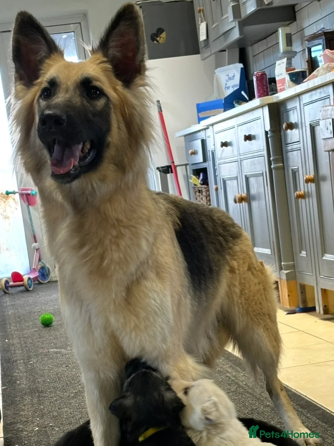 German Shepherd dogs for sale: KC German Shepherd Puppies 👀🏡 in Wisbech - Advert 15