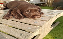 Cocker Spaniel dogs for sale: Cocker Spaniel puppies  - Image 9