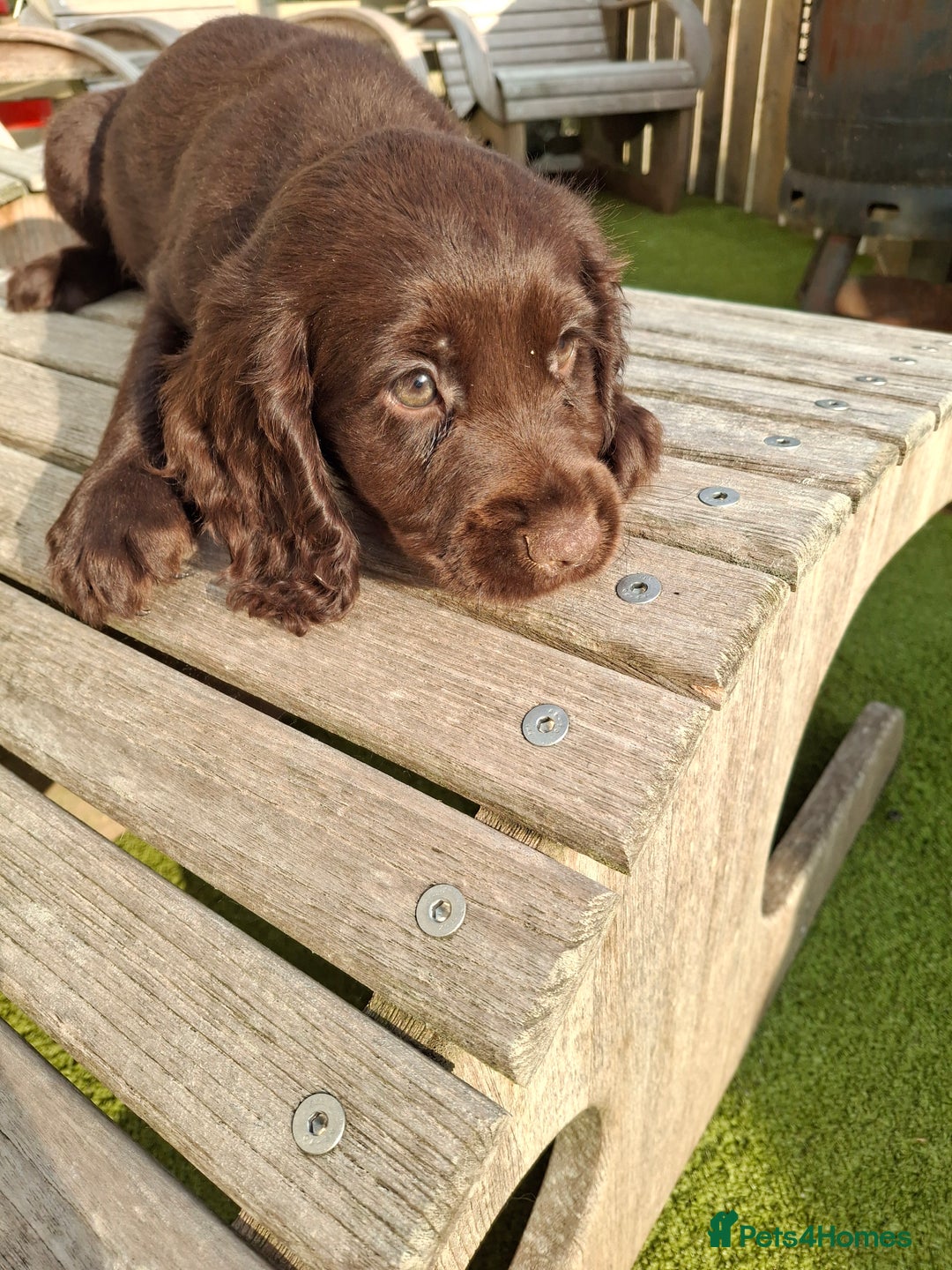 Cocker Spaniel dogs for sale: Cocker Spaniel puppies  - Image 9
