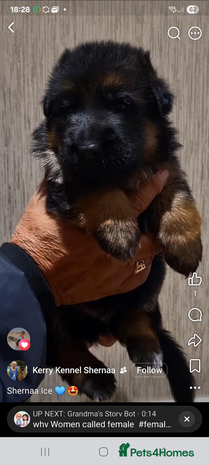 German Shepherd dogs Exceptional quality Female Long coat puppy  - Advert 1