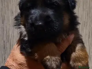German Shepherd dogs Exceptional quality Female Long coat puppy - Advert 1