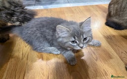 Persian cats for sale: Gorgeous Persian Cross Kittens - Image 21