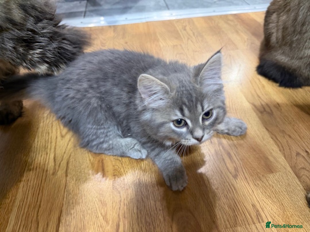 Persian cats for sale: Gorgeous Persian Cross Kittens - Image 21