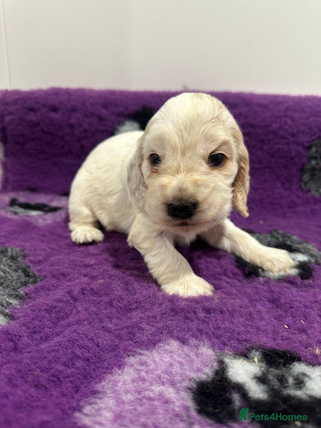 Cocker Spaniel dogs for sale: 4 Show Type Cocker Spaniel Puppy’s 🐶 - Advert 6