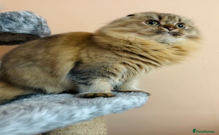 Scottish Fold cats - Advert 1