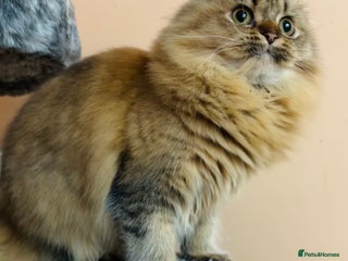Scottish Fold cats for sale - Advert 1