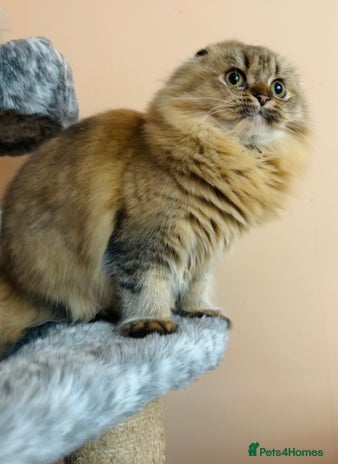 Scottish Fold cats - Advert 1