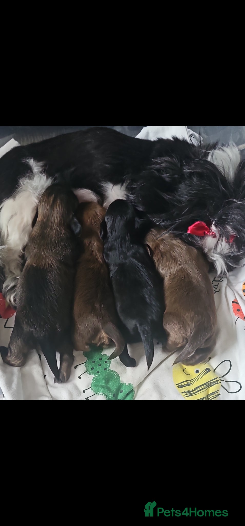 Shih Tzu dogs Puppy SHIT-ZU - Advert 8