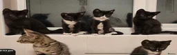 Mixed Breed cats for sale: Beautiful Mix Breed Kittens - Advert 4