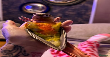 Conures birds - Advert 9