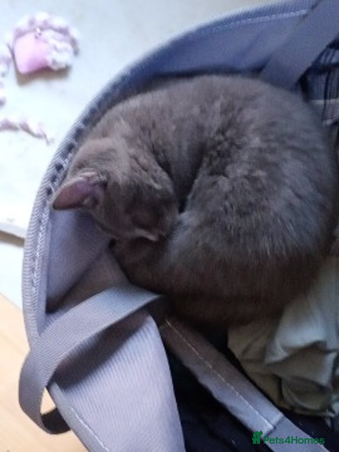 Mixed Breed cats for sale: Blue russian x European shorthair mix - Advert 8