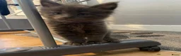 Maine Coon cats for sale: Gorgeous mainecoon kittens  in Hailsham - Advert 4