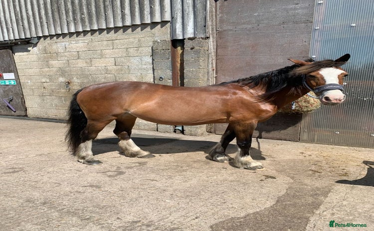 Welsh Section C horses - Advert 1