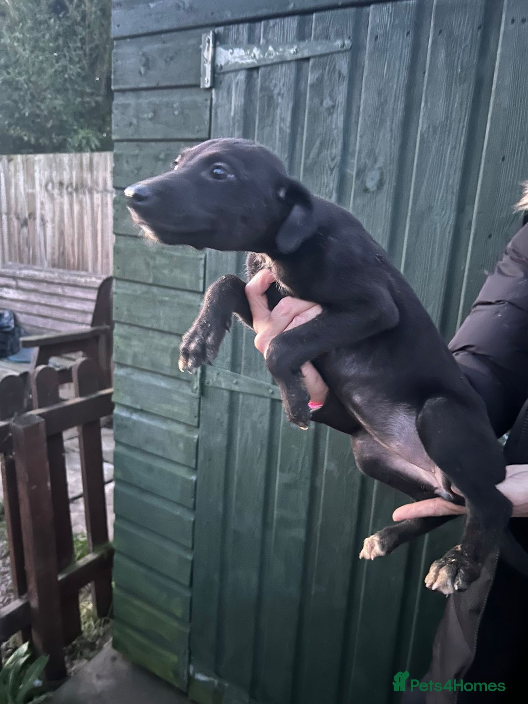 Mixed Breed dogs for sale: Saluki puppies - Advert 4