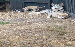 Siberian Husky dogs for sale: 4 female husky pups  - Image 6
