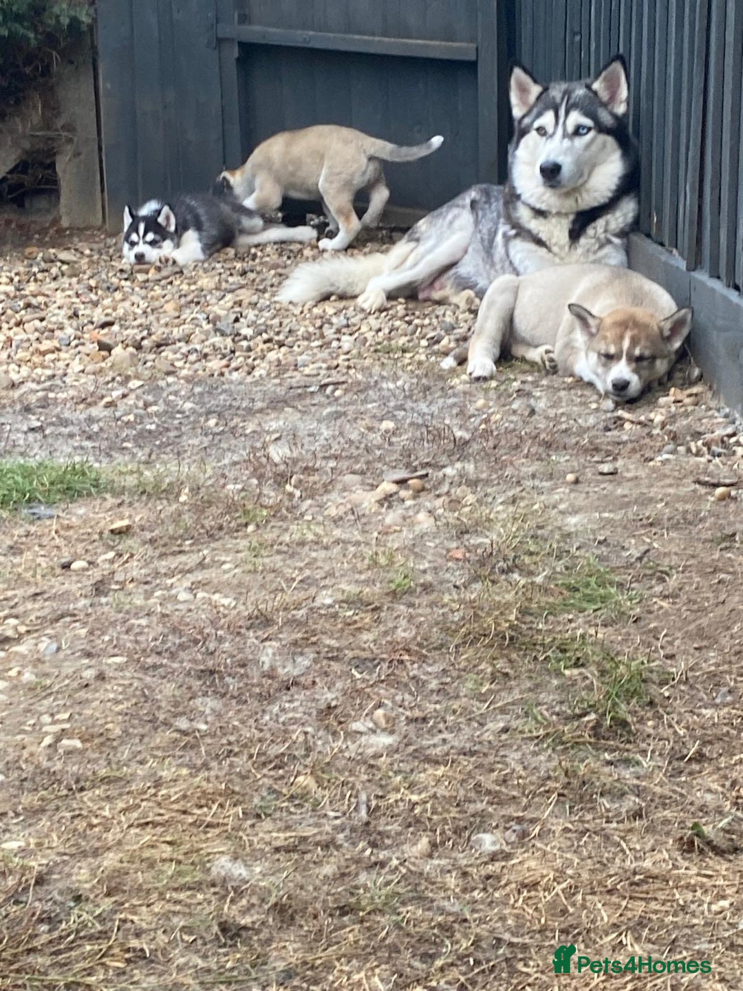 Siberian Husky dogs for sale: 4 female husky pups  - Image 6