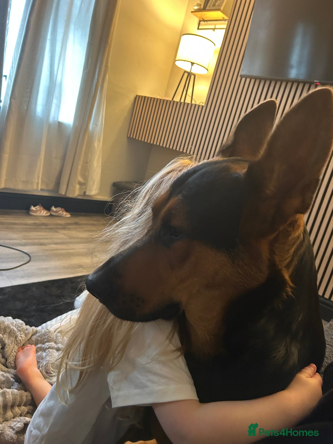 Mixed Breed dogs for sale: Gorgeous Chinese red dog cross  - Image 8