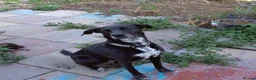 Mixed Breed dogs for sale: Bess - loving, faithful, friendly family dog !  in Newark - Advert 5