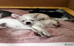 French Bulldog dogs for sale: Ready to go 2 x male French Bulldog KC registered - Image 4