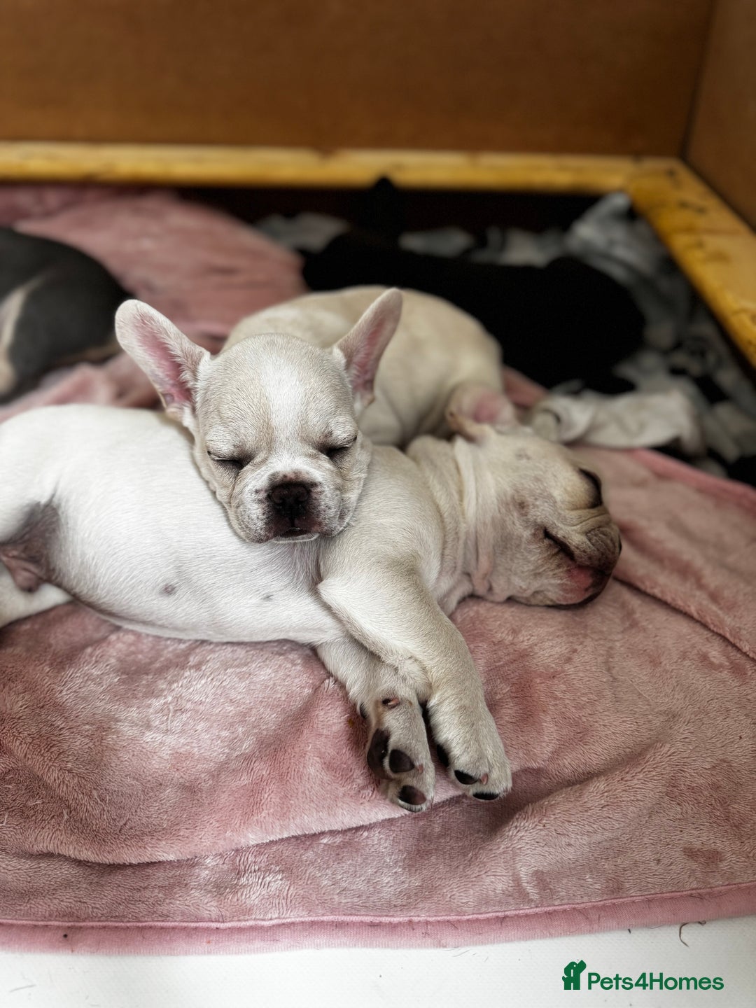 French Bulldog dogs for sale: Ready to go 2 x male French Bulldog KC registered - Image 4