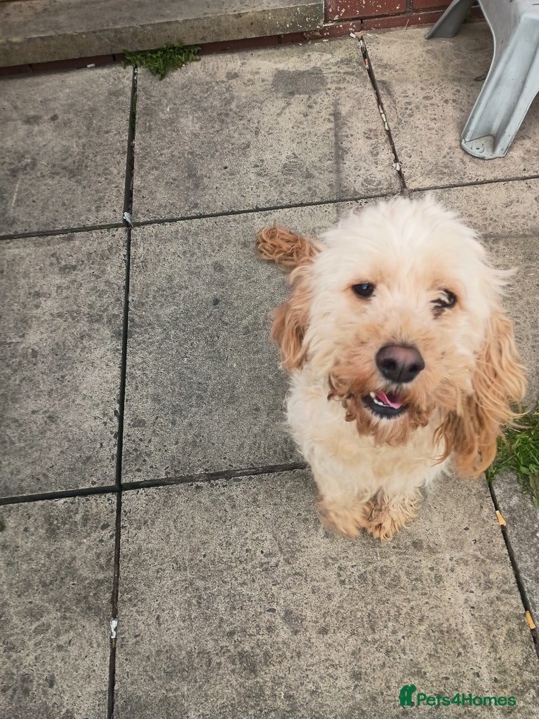 Cavapoo dogs Cavapoo female dog  - Advert 3