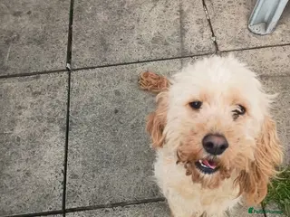 Cavapoo dogs Cavapoo female dog - Advert 3