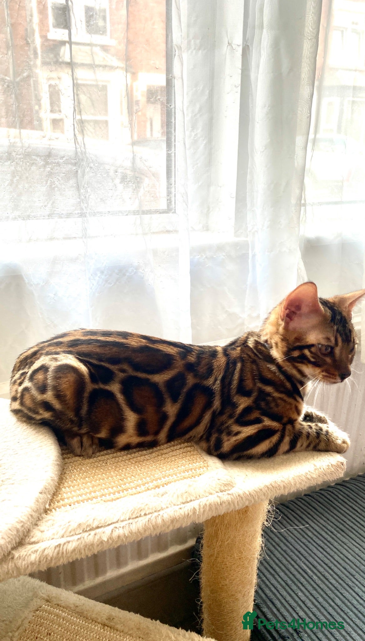 Bengal cats ✨TICA REGISTERED BENGAL BOYS-£650-READY NOW😻 - Advert 2
