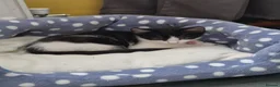 Mixed Breed cats for sale: Two Kittens Looking for Loving Homes  in Swadlincote - Advert 3