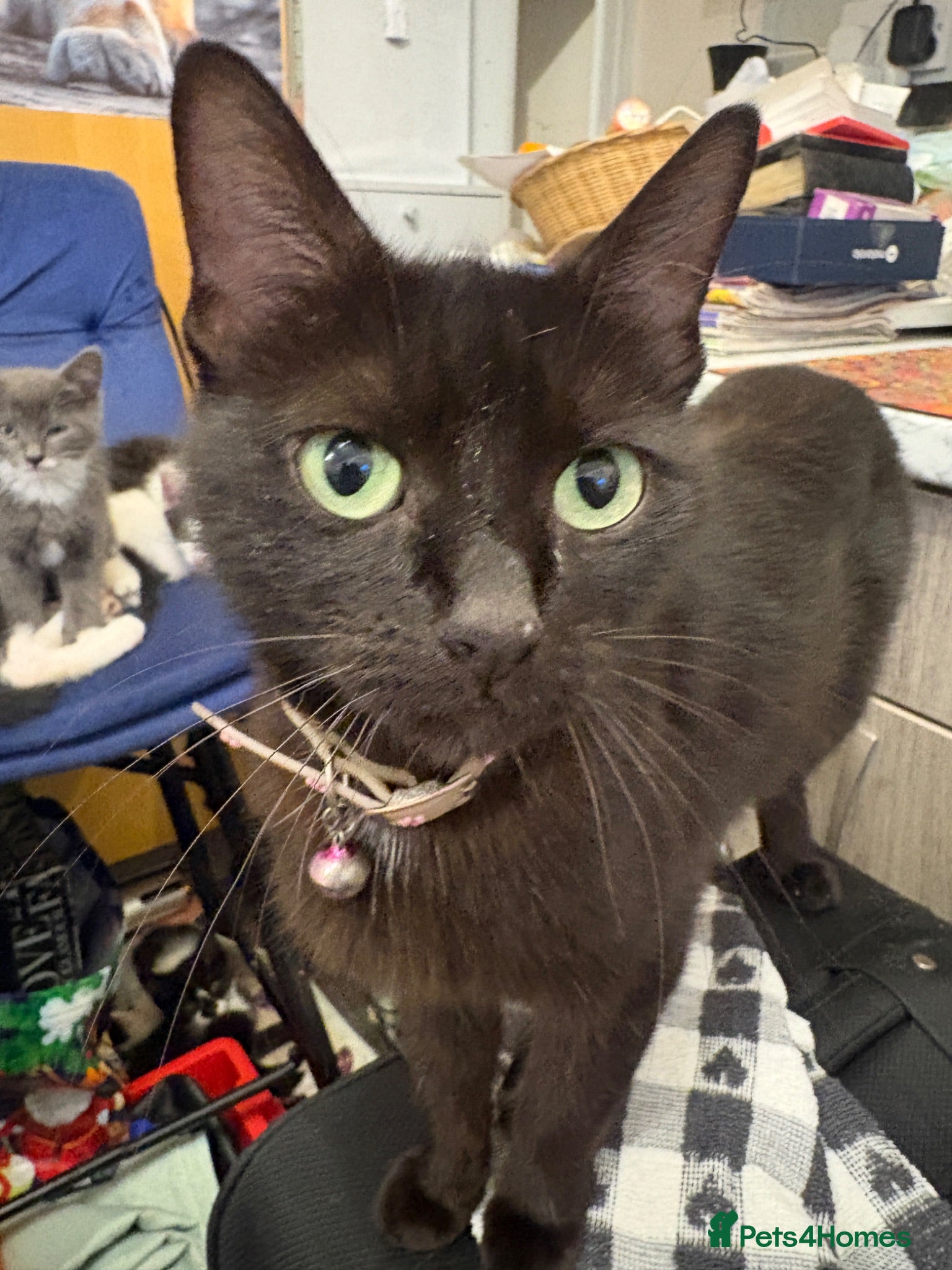 Mixed Breed cats Kittens  - Advert 5