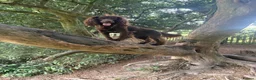 Cocker Spaniel dogs for stud: Working cocker spaniel for stud  - Advert 6
