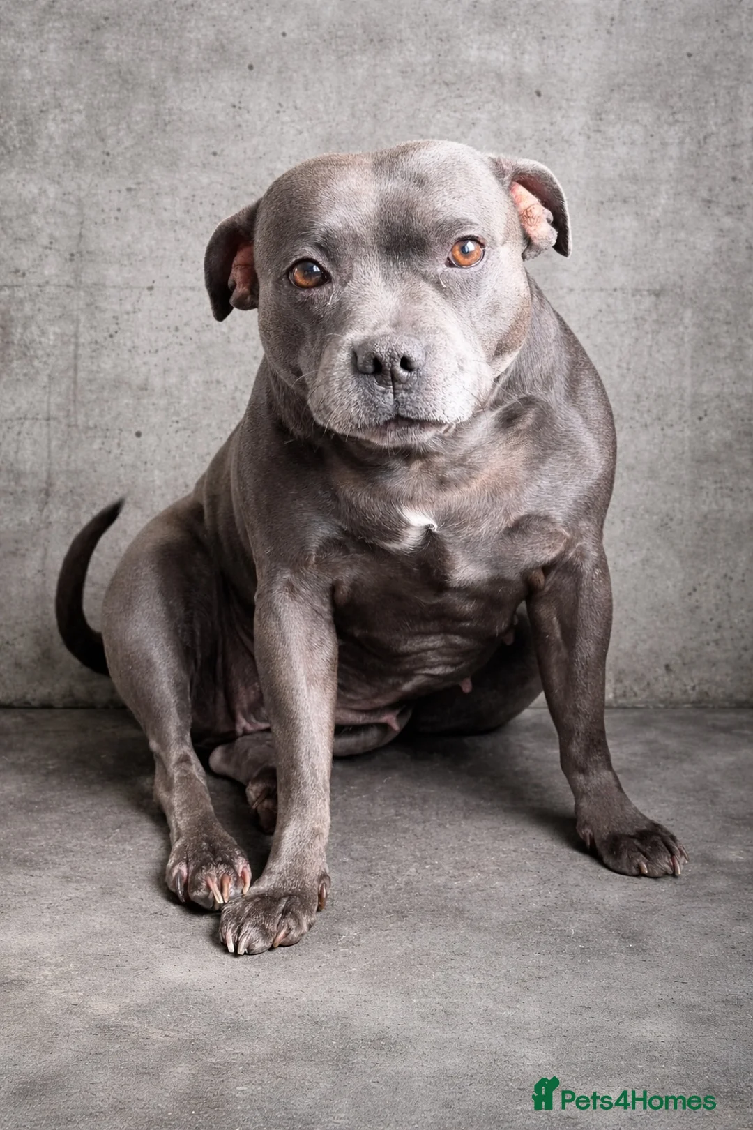 Staffordshire Bull Terrier dogs for sale: Luminastaffs & VaderBluStaf Last Pup Available - Advert 16