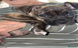 Mixed Breed dogs for sale: Bulldog mastiff mix girl - Image 1