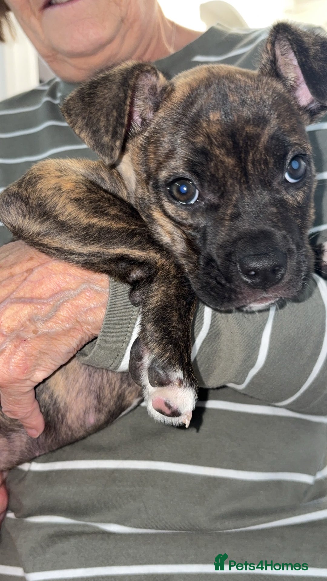 Mixed Breed dogs for sale: Bulldog mastiff mix girl - Image 1