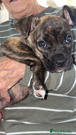 Mixed Breed dogs - Advert 2