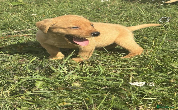 Labrador Retriever dogs - Advert 4